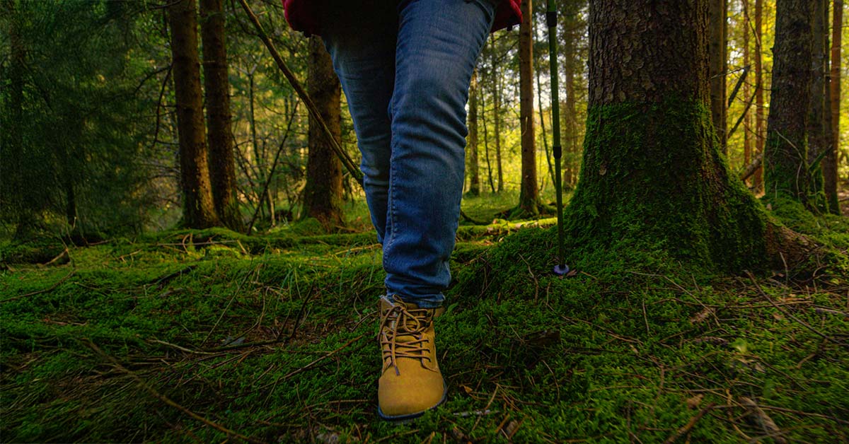 Hiking in the Forest